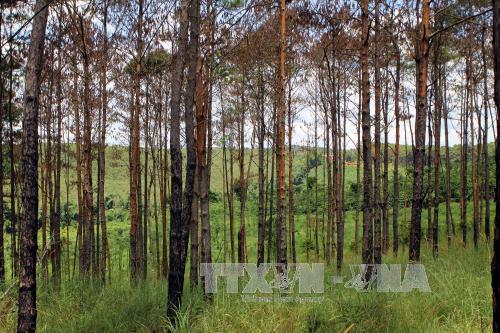 Người dân Kon Tum được hưởng lợi từ dự án trồng rừng 